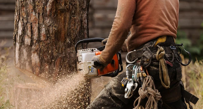 Rizikové kácení stromů Znojmo