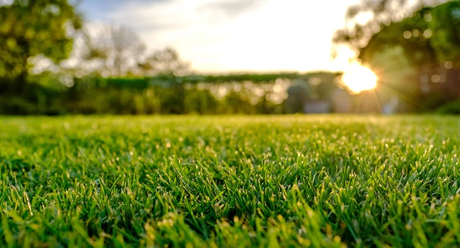 Travní koberec Znojmo